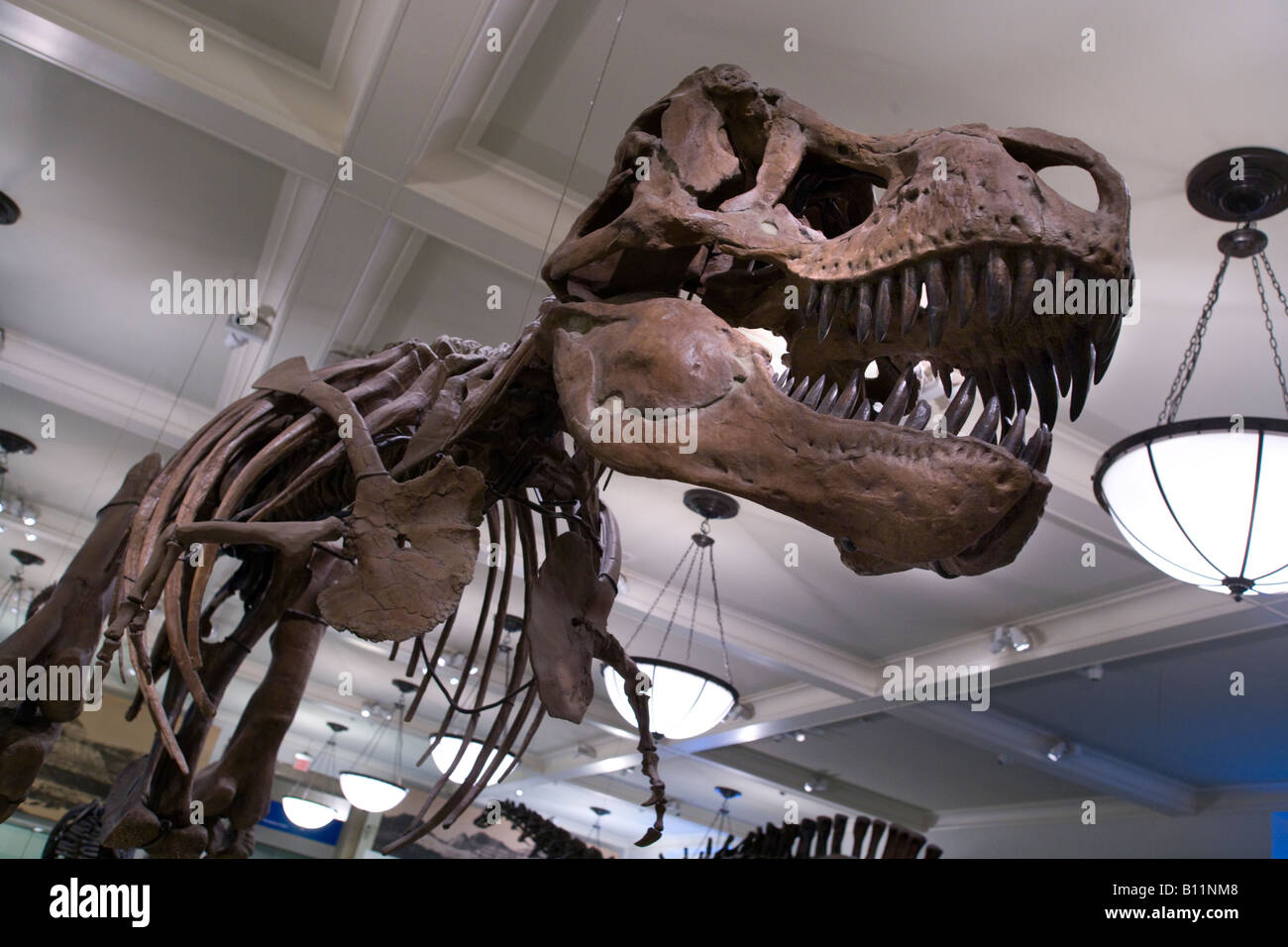 TYRANNOSAURUS REX DISPLAY SALA fossili al Museo Americano di Storia Naturale MANHATTAN NEW YORK CITY USA Foto Stock