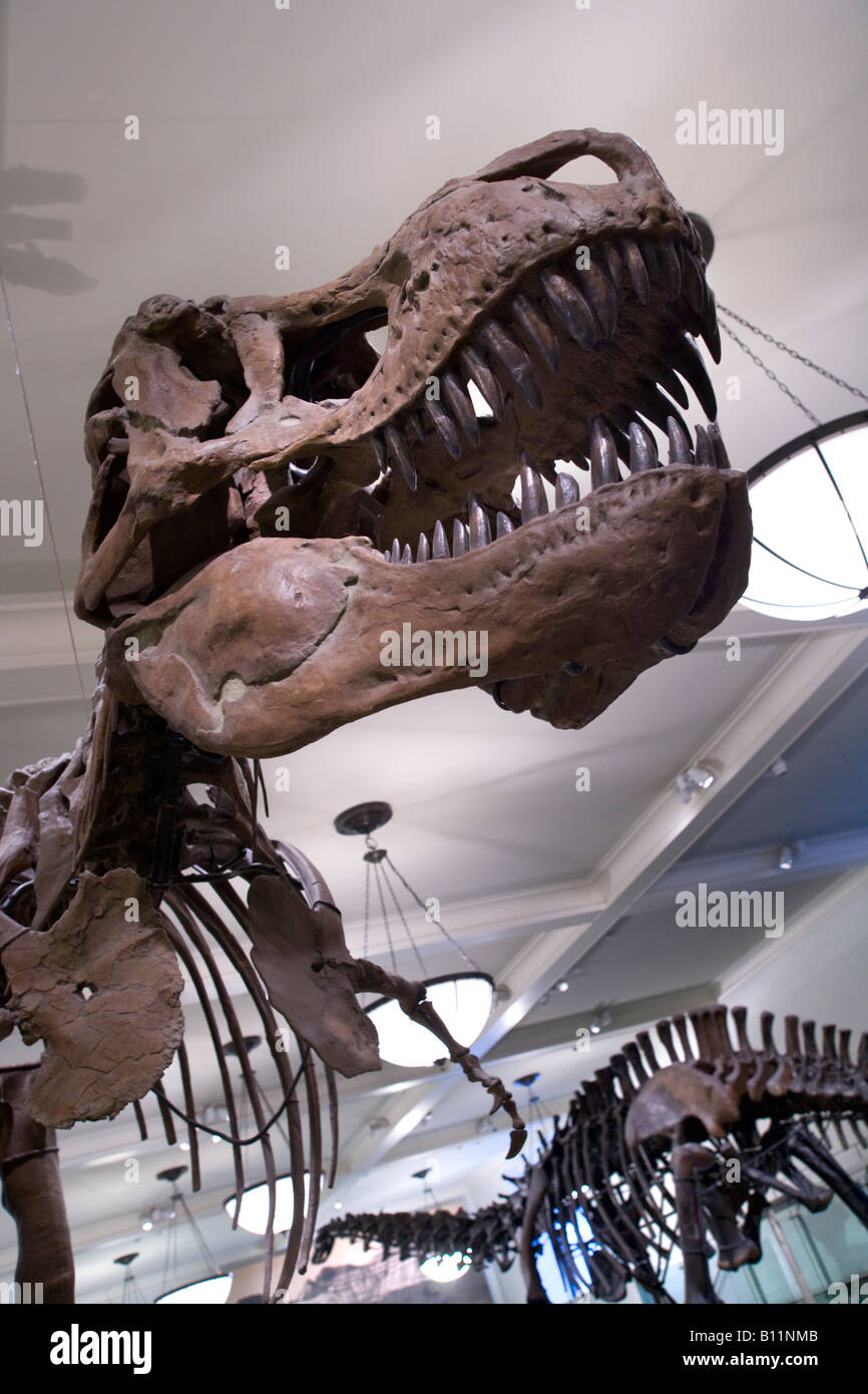 TYRANNOSAURUS REX DISPLAY SALA fossili al Museo Americano di Storia Naturale MANHATTAN NEW YORK CITY USA Foto Stock