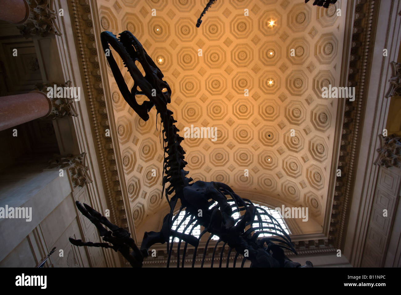 ROOSEVELT ROTUNDA scheletro di Allosaurus il Museo Americano di Storia Naturale MANHATTAN NEW YORK CITY USA Foto Stock
