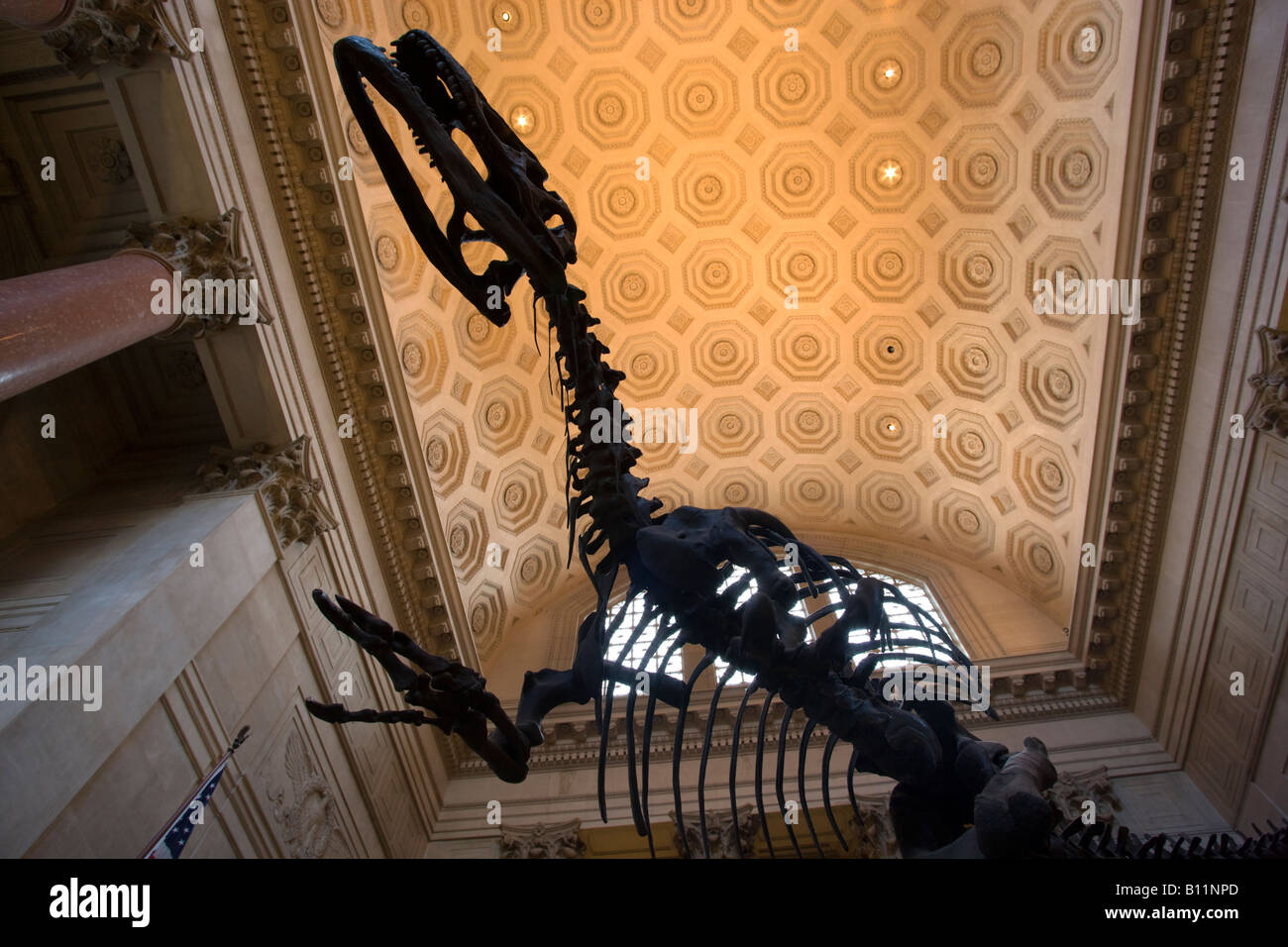 ROOSEVELT ROTUNDA scheletro di Allosaurus il Museo Americano di Storia Naturale MANHATTAN NEW YORK CITY USA Foto Stock