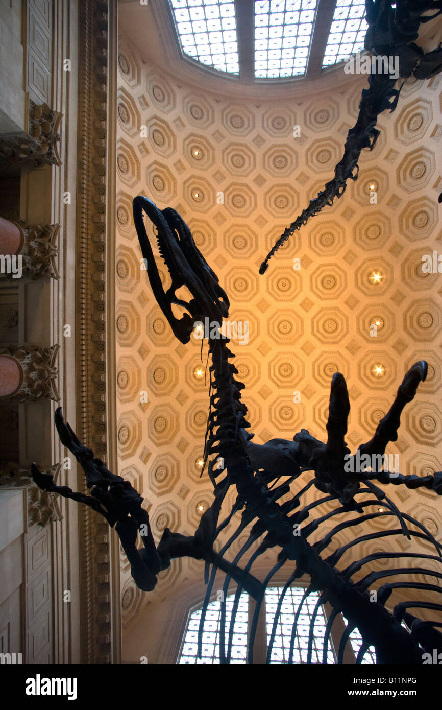 ROOSEVELT ROTUNDA scheletro di Allosaurus il Museo Americano di Storia Naturale MANHATTAN NEW YORK CITY USA Foto Stock