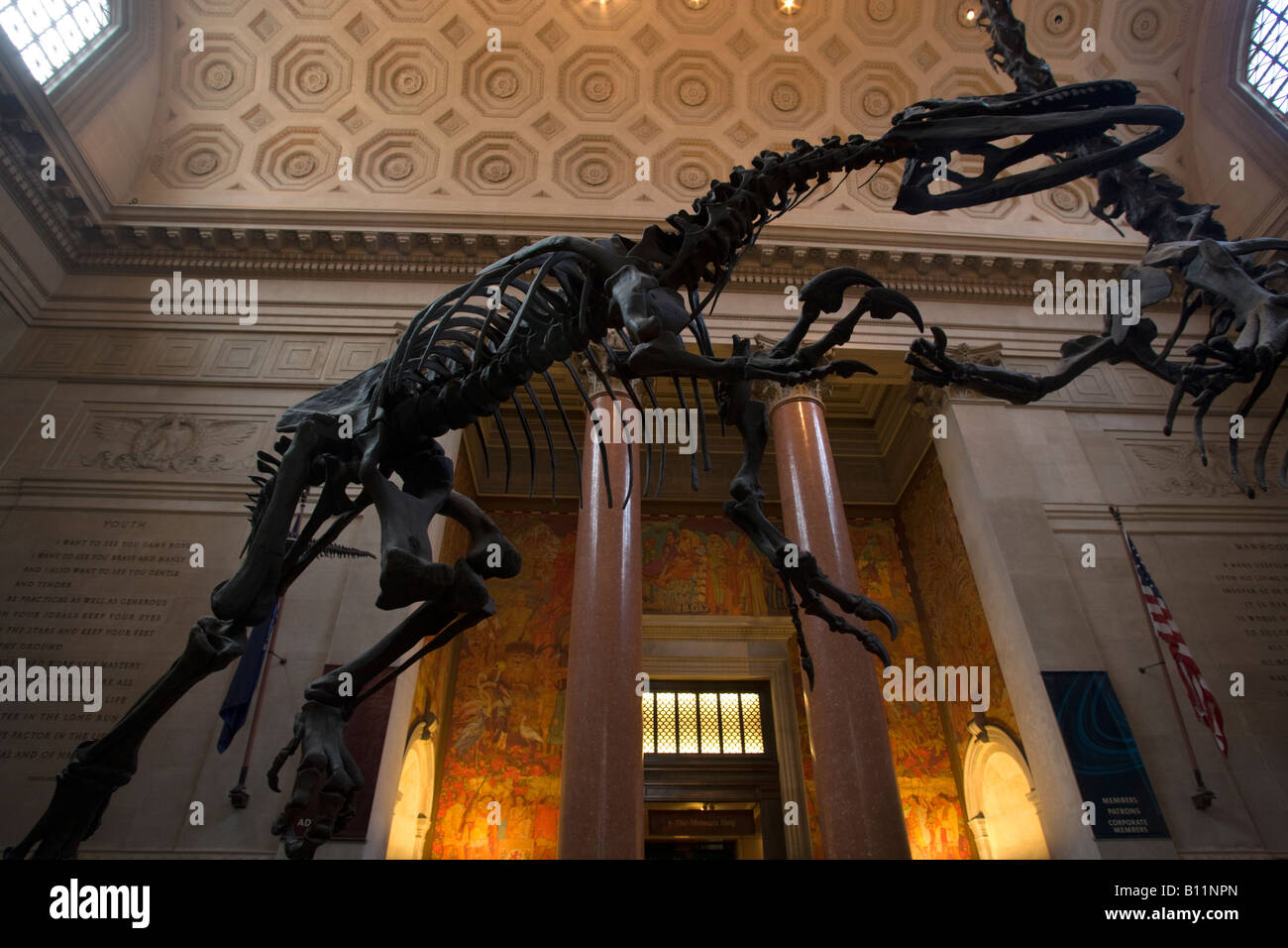 ROOSEVELT ROTUNDA scheletro di Allosaurus il Museo Americano di Storia Naturale MANHATTAN NEW YORK CITY USA Foto Stock
