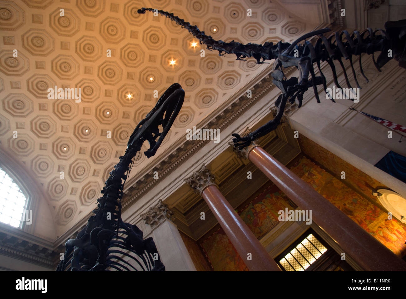 ROOSEVELT ROTUNDA scheletro di Allosaurus il Museo Americano di Storia Naturale MANHATTAN NEW YORK CITY USA Foto Stock