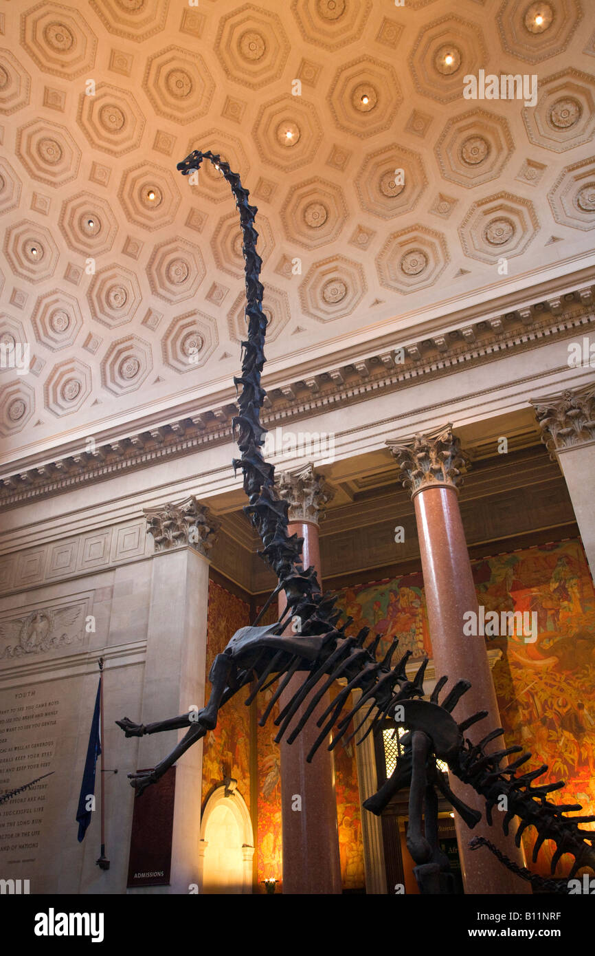 ROOSEVELT ROTUNDA BAROSAURUS scheletro al Museo Americano di Storia Naturale MANHATTAN NEW YORK CITY USA Foto Stock