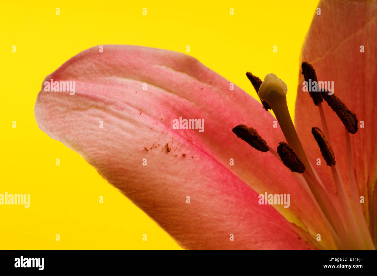 In prossimità di un bel colore rosa fiore di giglio Foto Stock