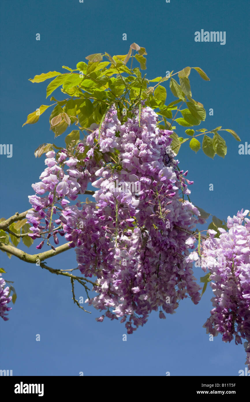 Fiore di glicine contro un cielo blu nel West Sussex, Regno Unito Foto Stock