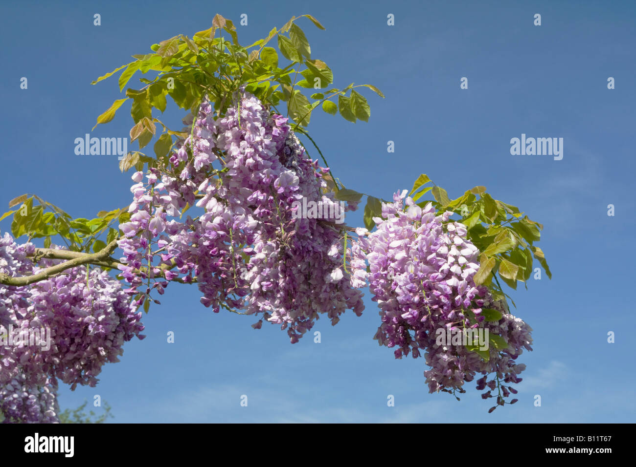 Fiore di glicine contro un cielo blu nel West Sussex, Regno Unito Foto Stock