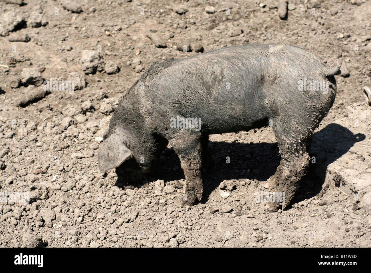 Des Moines Storia Vivente aziende agricole Insediamento precoce Foto Stock