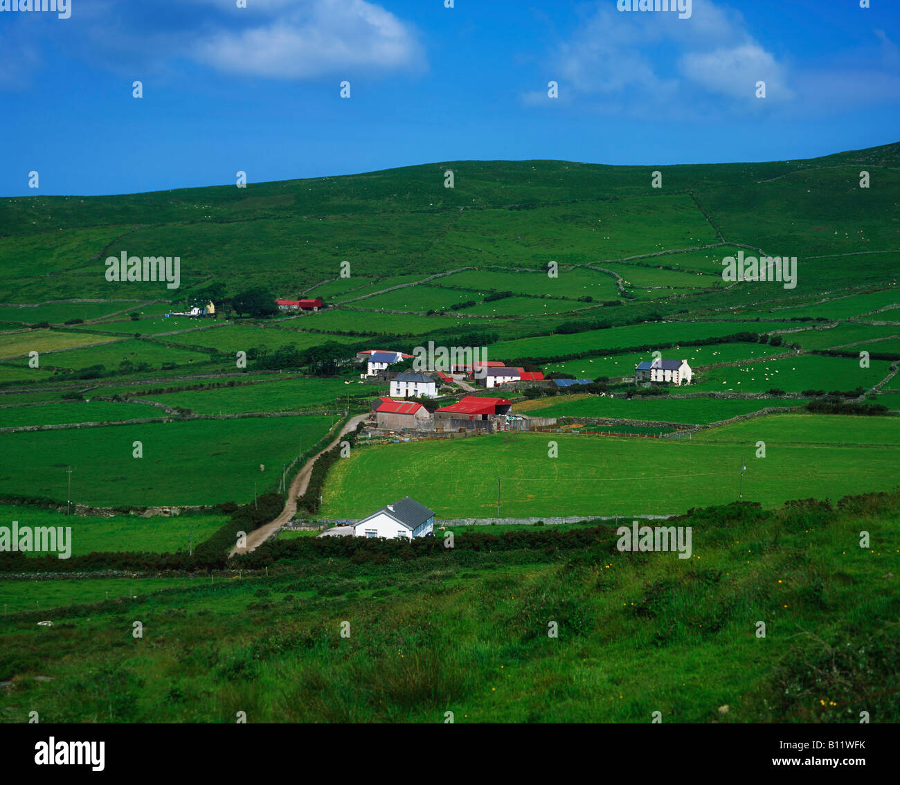 Terreni agricoli vicino a Dingle, Co. Kerry, Irlanda Foto Stock