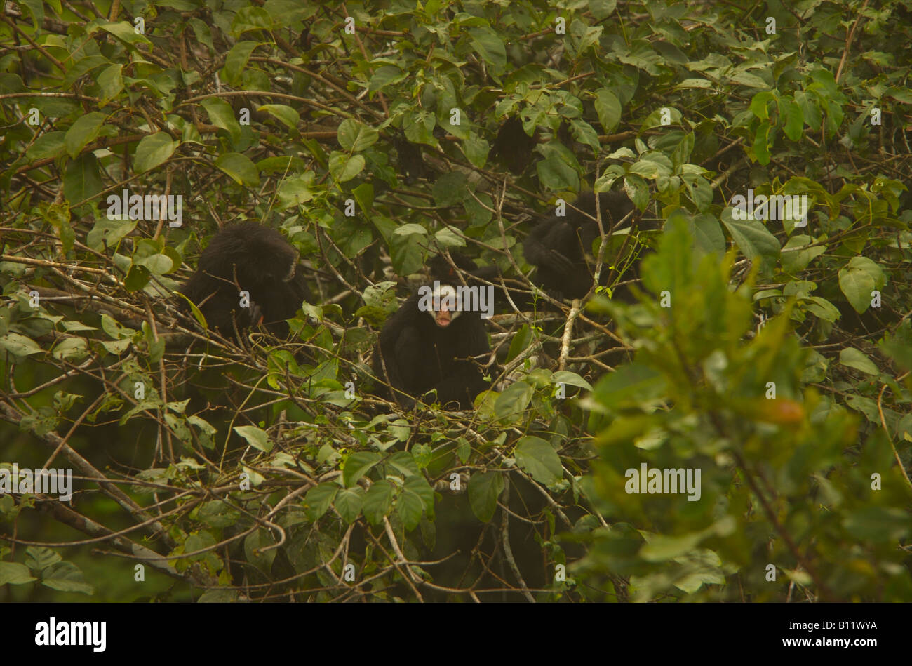 Bianco-whiskered spider monkey gruppo risveglio nell'Amazzonia brasiliana. Foto Stock