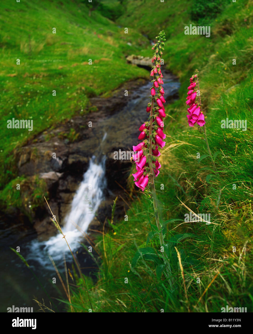 Flusso e Foxgloves nel Slieve Mish montagne, Co. Kerry, Irlanda Foto Stock