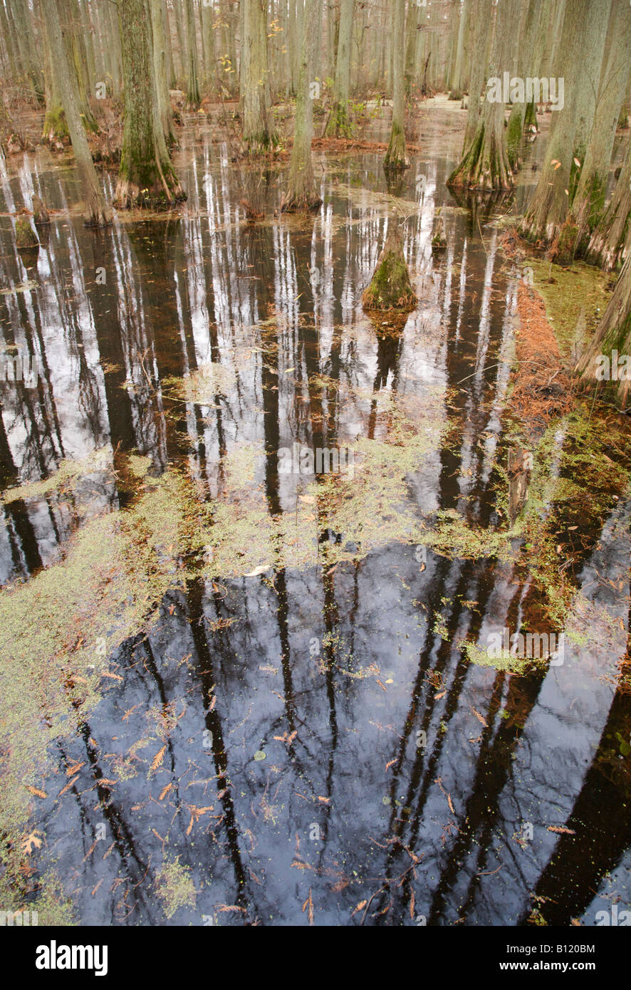 Cipresso calvo riflette in Heron Pond Cache stato Fiume Area Naturale Illinois Foto Stock