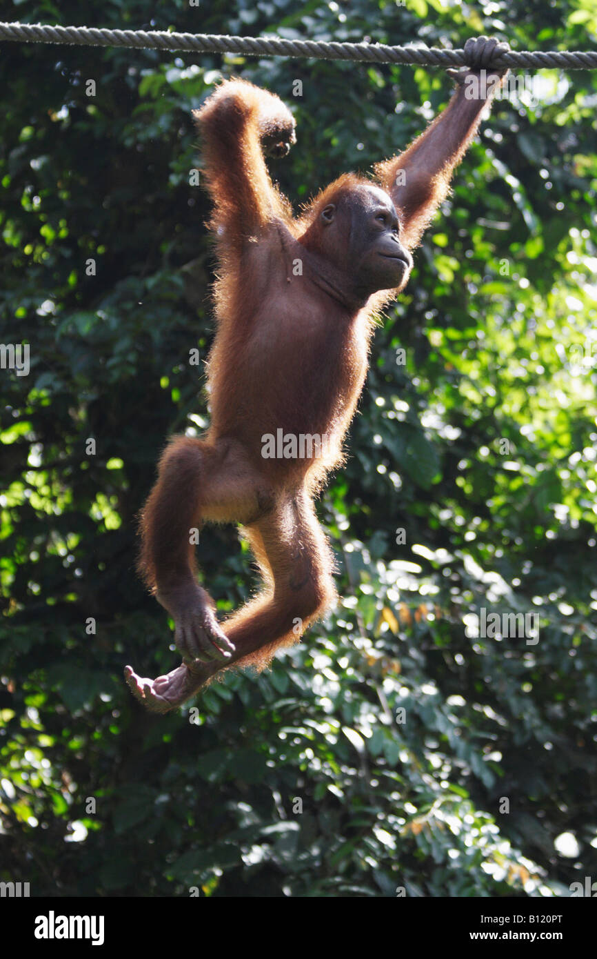 Orangutan a Sepilok Santuario, Sabah Malaysian Borneo Foto Stock