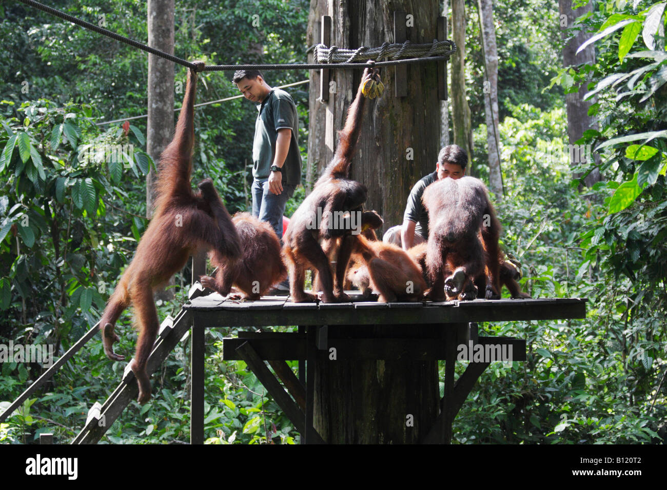 Orangutan essendo alimentato a Sepilok Santuario, Sabah Malaysian Borneo Foto Stock