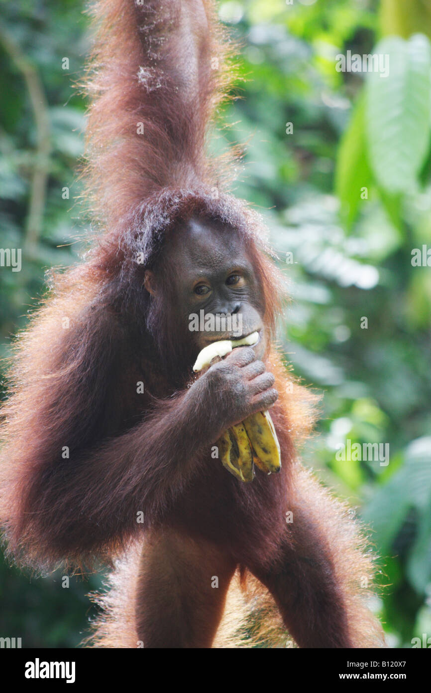Orangutan a Sepilok Santuario, Sabah Malaysian Borneo Foto Stock