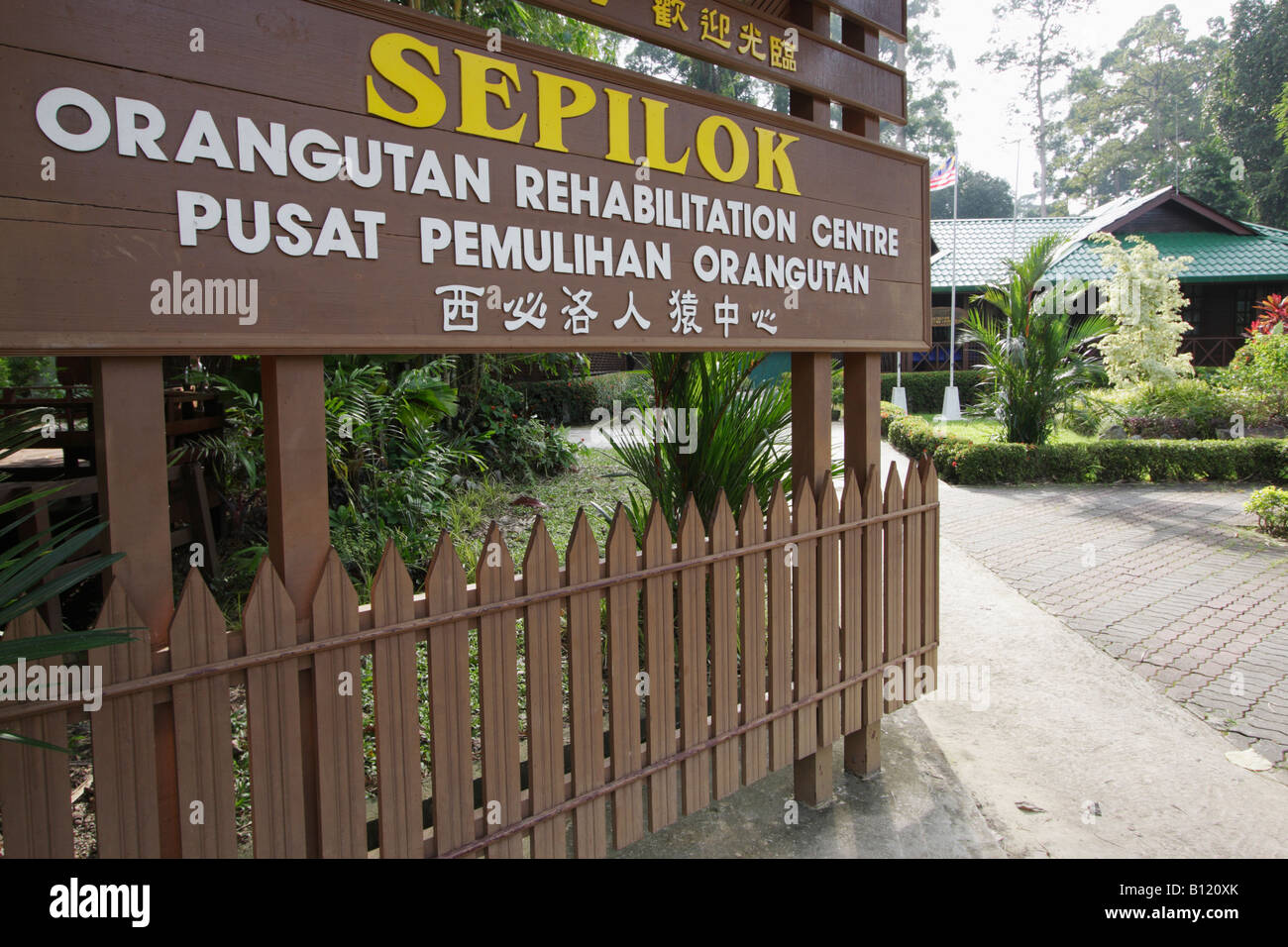 Sepilok Orangutan Santuario, Sabah Malaysian Borneo Foto Stock