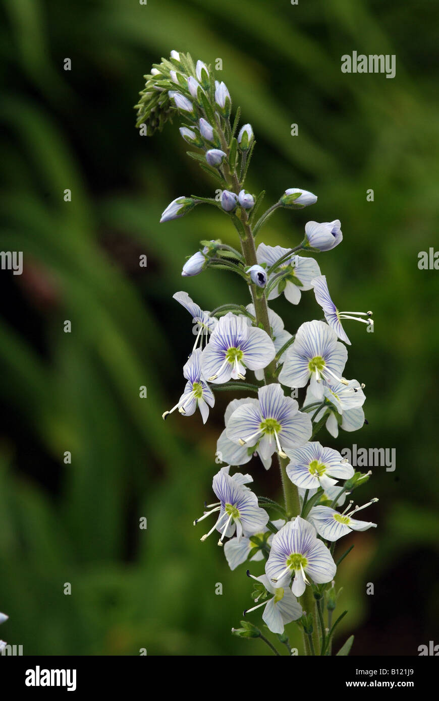Stachys byzantina var. PRIMROSE HERON Foto Stock