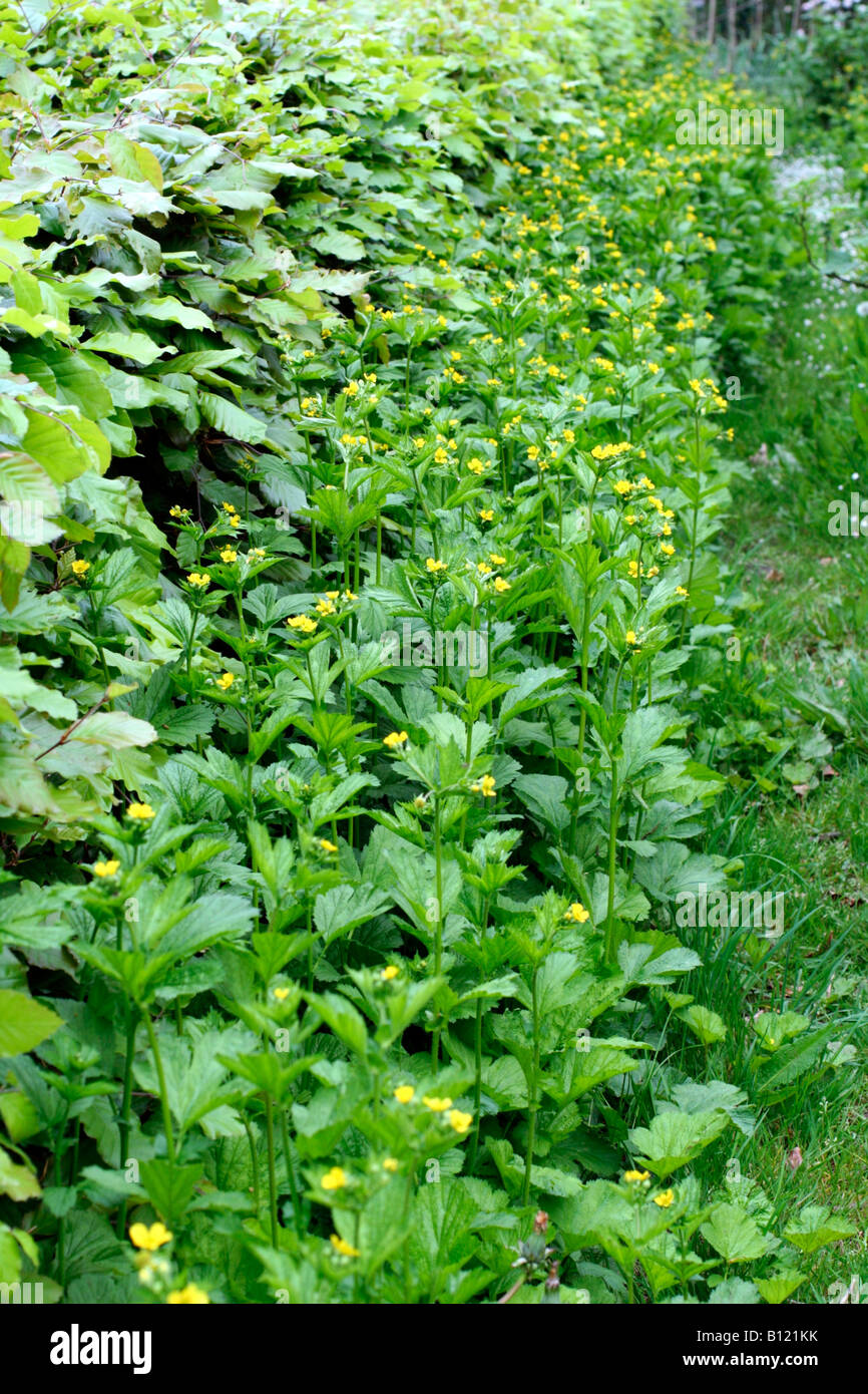 GEUM URBANUM HERB BENNETT CRESCENTE ALLA BASE DI UN FAGGIO FAGUS SYLVATICA HEDGE Foto Stock