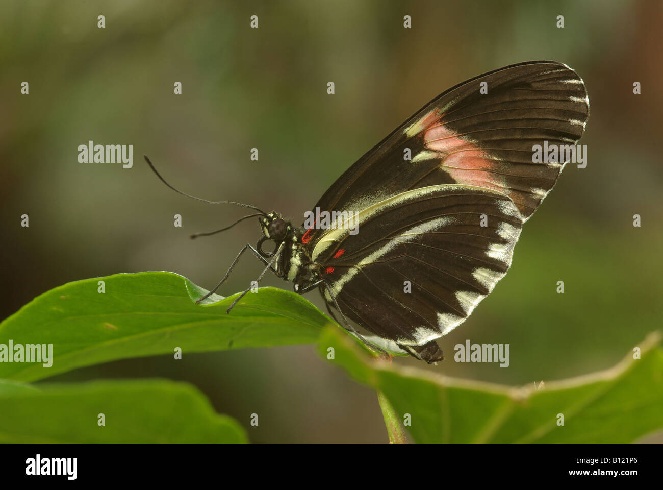 Un postino butterfly (Heliconius melpomene :) Foto Stock