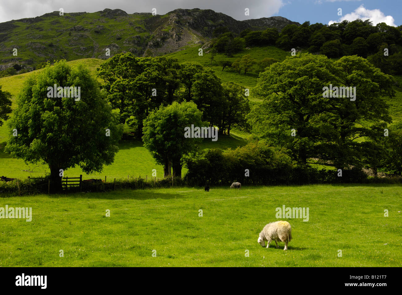 Borrowdale Lake District Cumbria Inghilterra England Regno Unito Foto Stock