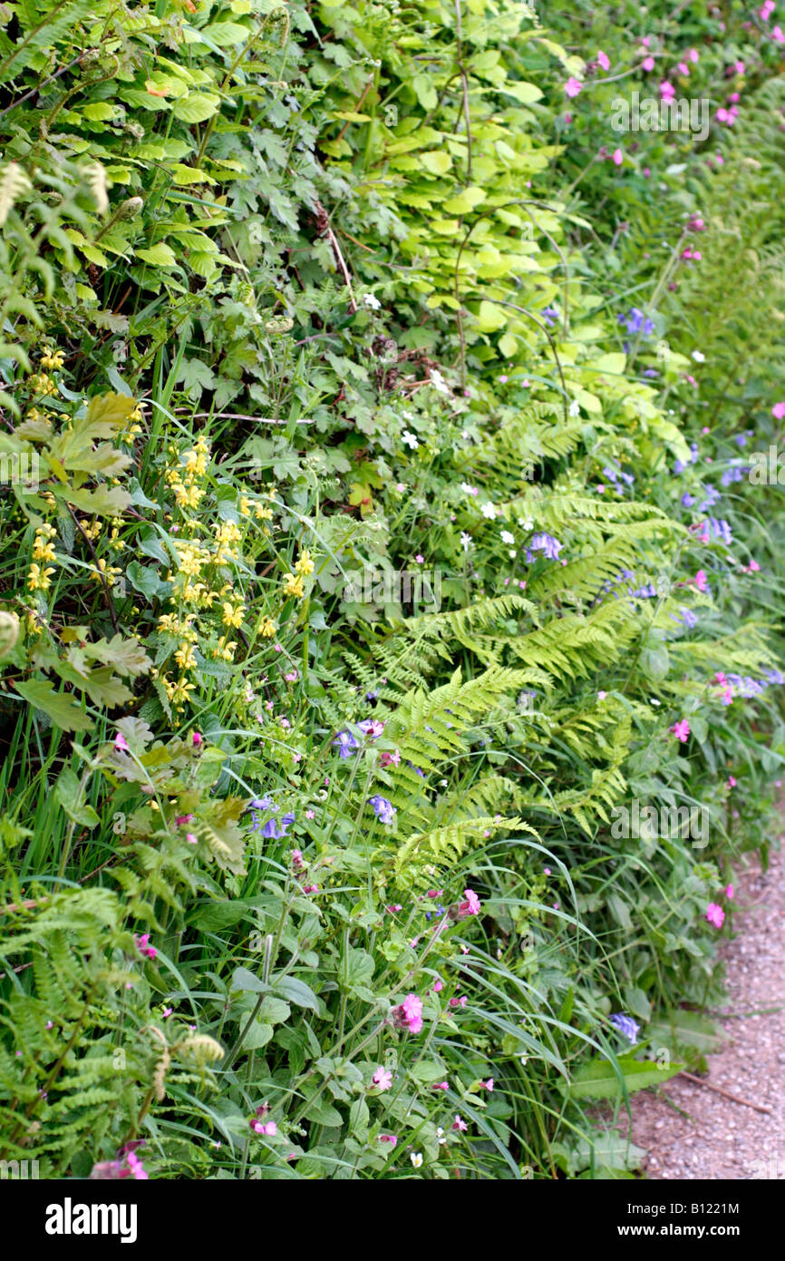 LAMIASTRUM GALEOBDOLON GIALLO ARCANGELO SILENE DIOICA RED CAMPION ENDIMIONE NON SCRIPTUS BLUEBELLS Foto Stock