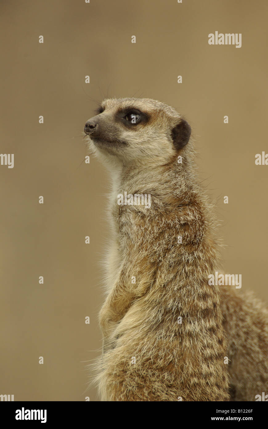 Un vigile meerkat o suricate (Suricata suricatta) di sentinella. Foto Stock