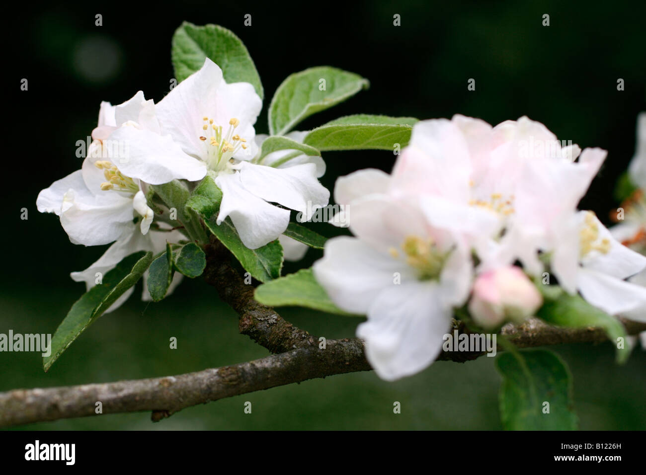 MALUS DOMESTICA duca di Devonshire BLOSSOM Foto Stock