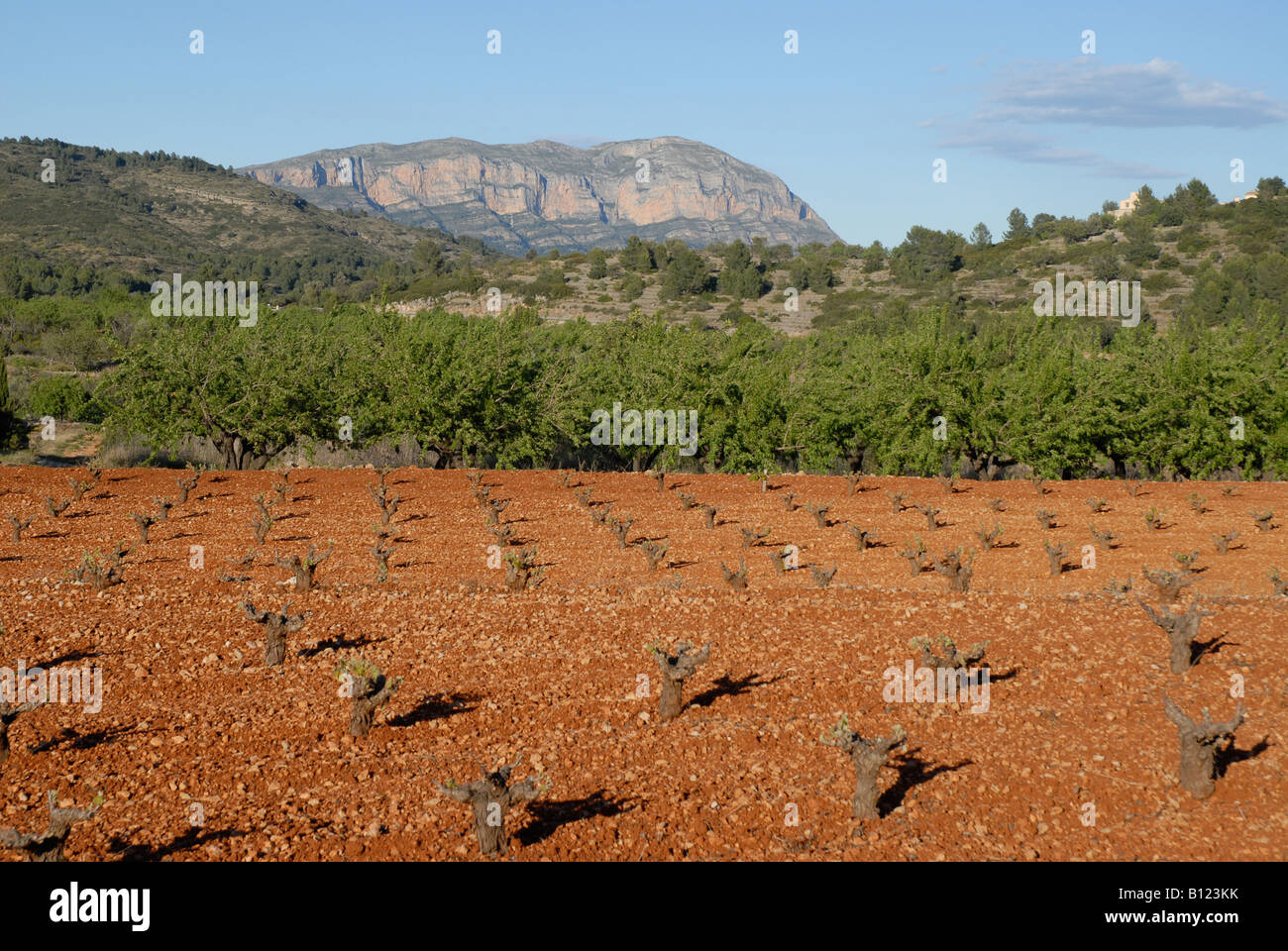 Vista Monte Montgo & vigna in primavera, Jalon Valley, Provincia di Alicante, Comunidad Valenciana, Spagna Foto Stock