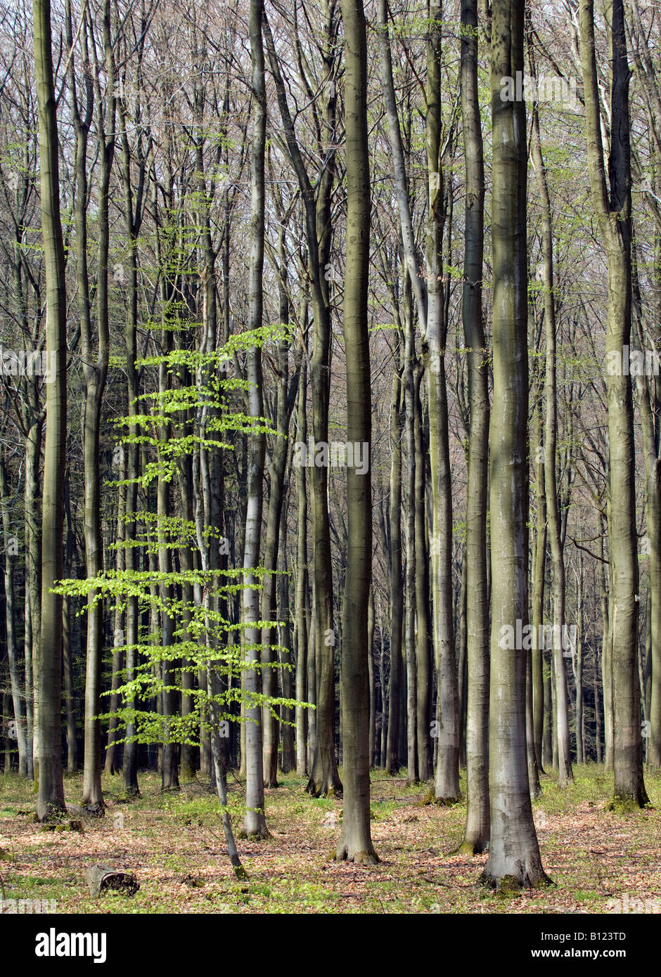 Nuove Foglie sugli alberi in primavera Foto Stock