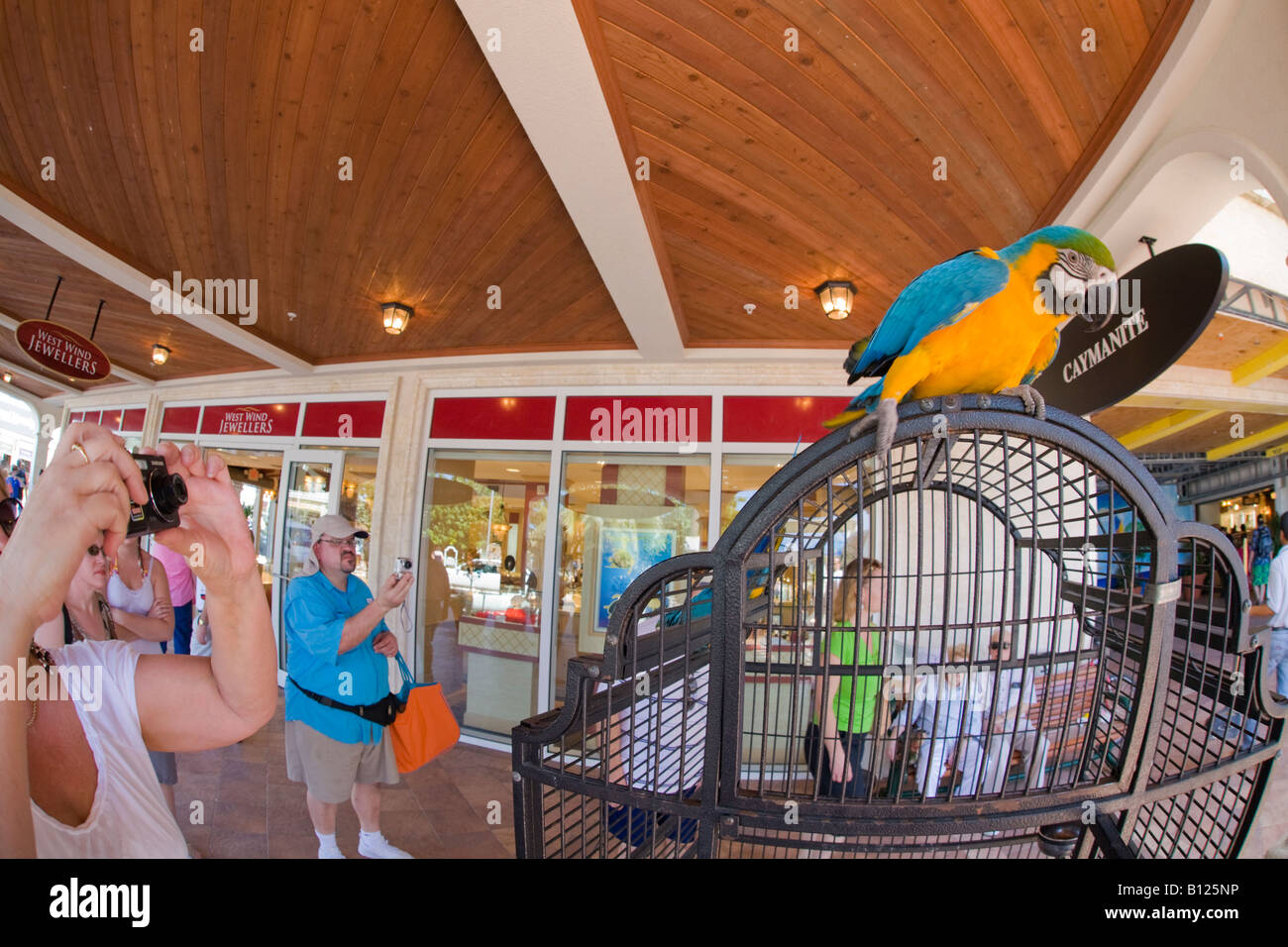 Turistica prendendo foto di pappagallo in downtown shopping area turistica di Georgetown Grand Cayman Isole Cayman nei Caraibi Foto Stock