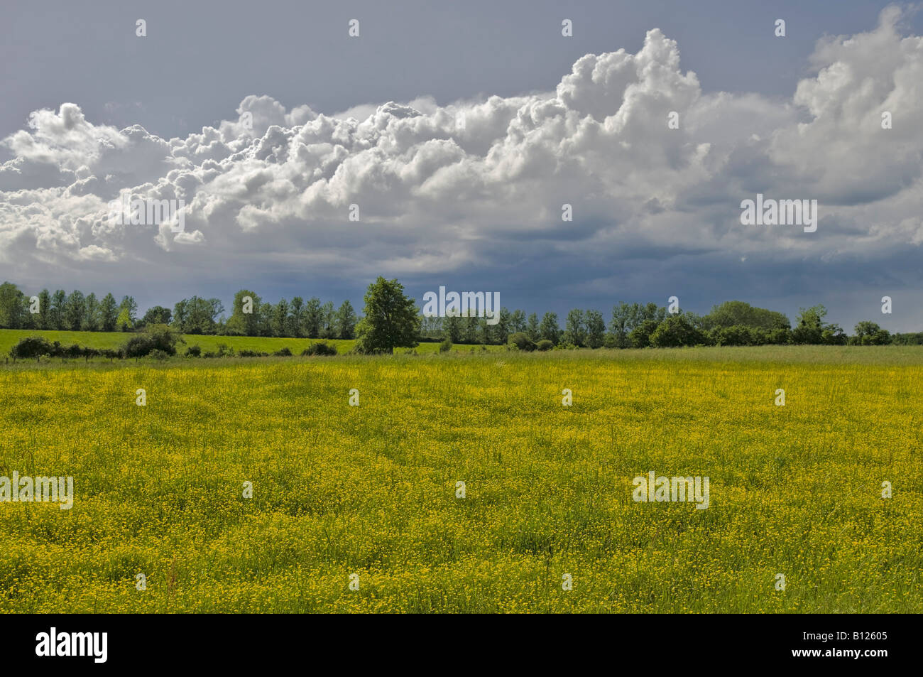 Heavy nuvole temporalesche raccolta su campi di butercups, Francia. Foto Stock