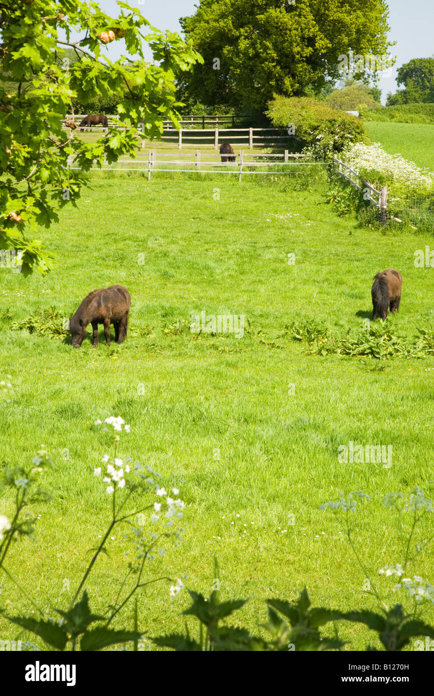 Pony pascolano in un campo nelle zone rurali a Norfolk, Inghilterra Foto Stock