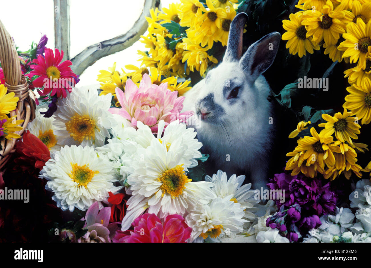 Coniglio tra i fiori nella finestra Foto Stock