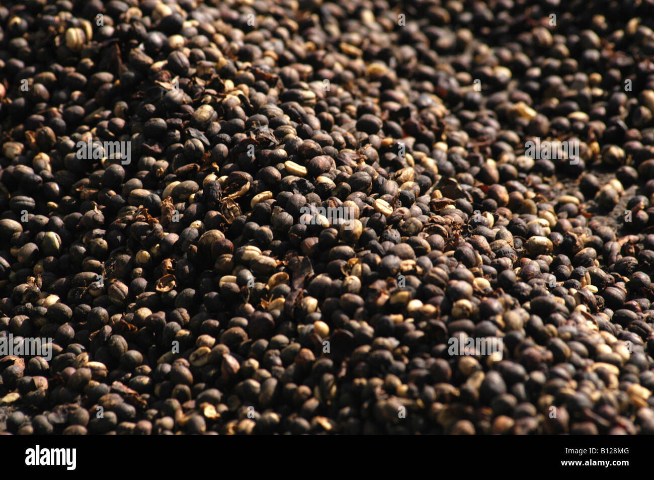 I chicchi di caffè sono sun essiccato a Sao Joaozinho s farm Espírito Santo do Pinhal lo stato di Sao Paulo in Brasile 06 25 04 Foto Stock