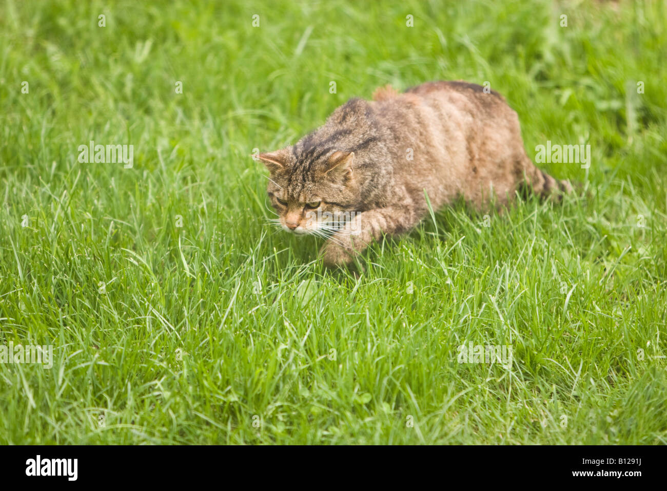 Scottish Wildcat, Felis sylvestris Grampia, pronto a balzare Foto Stock