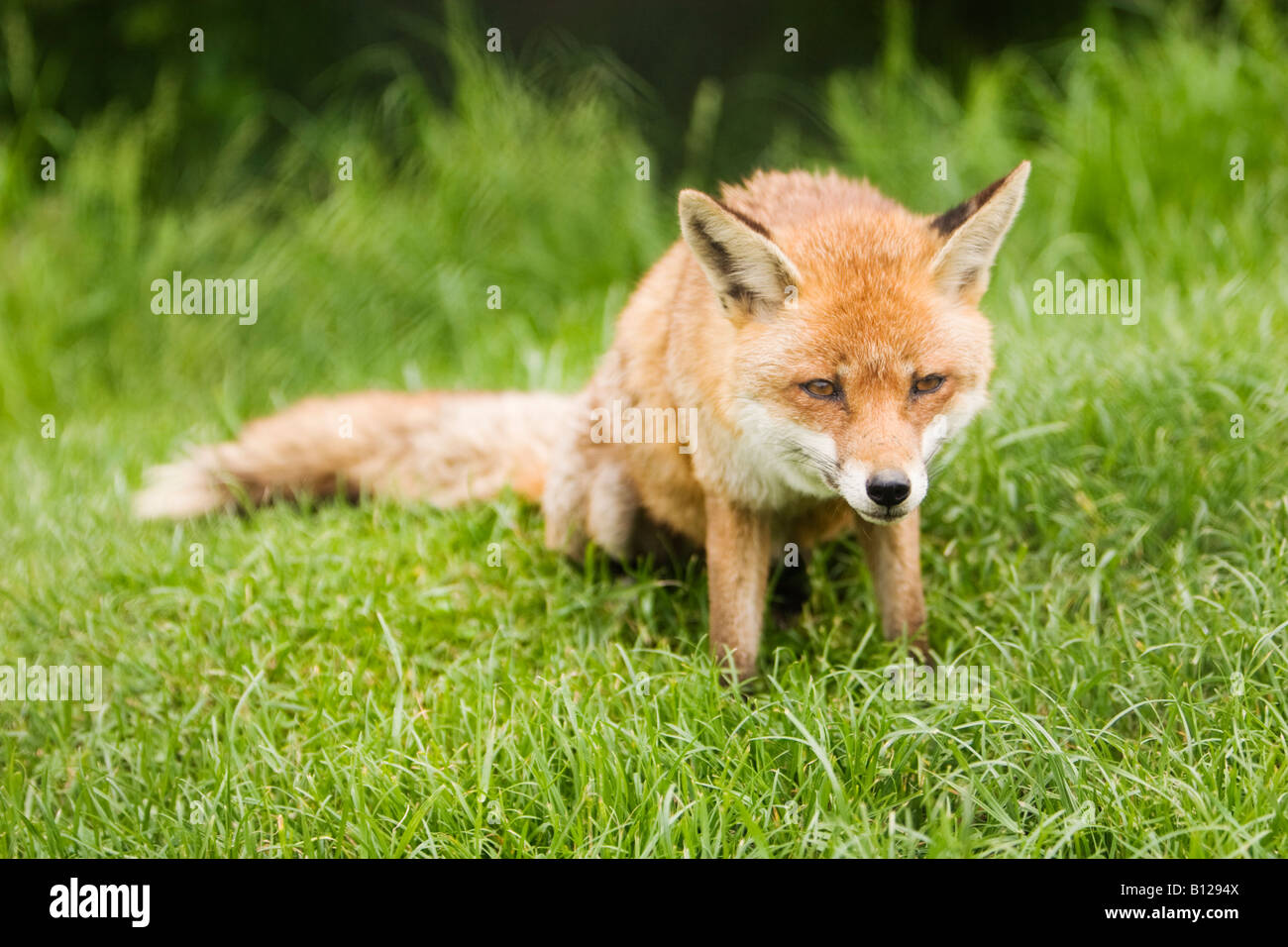 Adulto red fox, Vulpes vulpes sdraiati sull'erba. Foto Stock