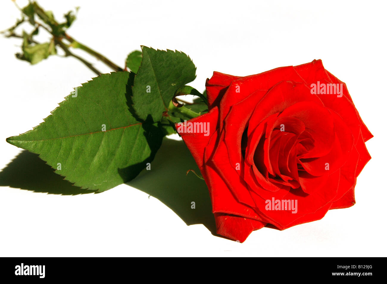 Un unico taglio red rose Foto Stock