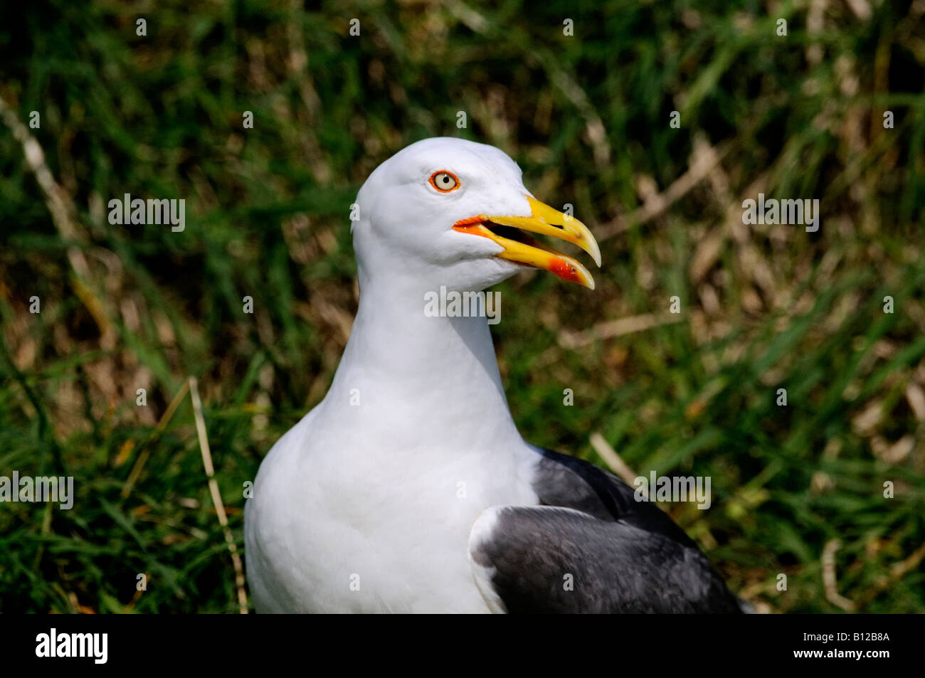 Minor Black-Backed Gabbiano Foto Stock