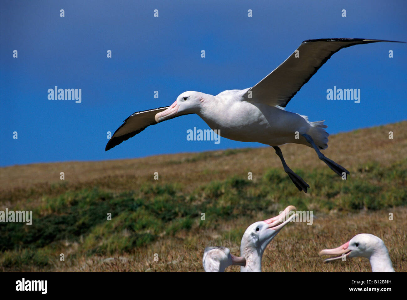 Grand albatros Albatros erranti Diomeda exulans coppia corteggiamento Ambiance Diomedea isole Africa IUCN African grand alb Foto Stock