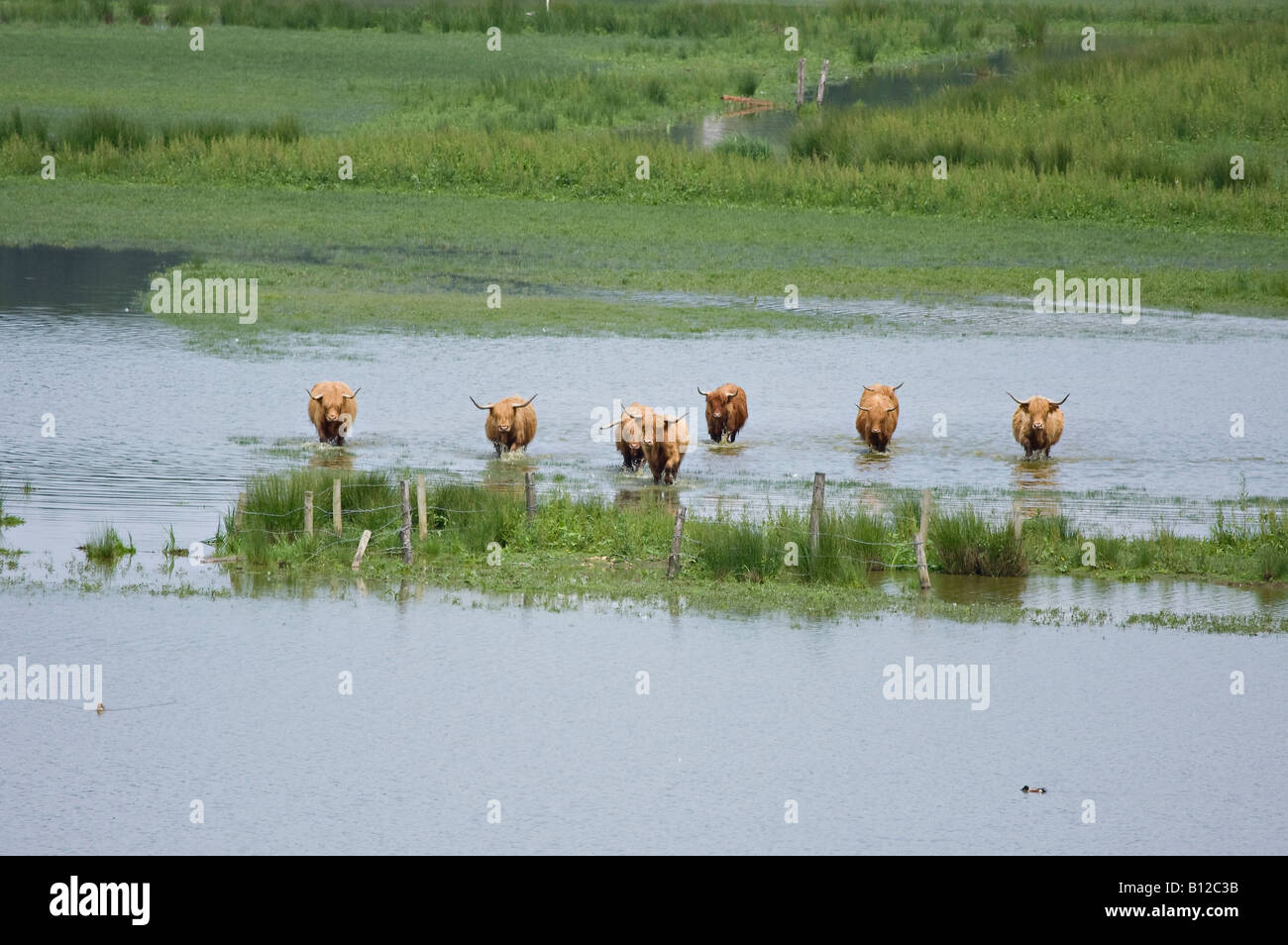 Bestiame delle Highland (Bos taurus) che attraversa i campi allagati, Sussex, Inghilterra, Regno Unito Foto Stock