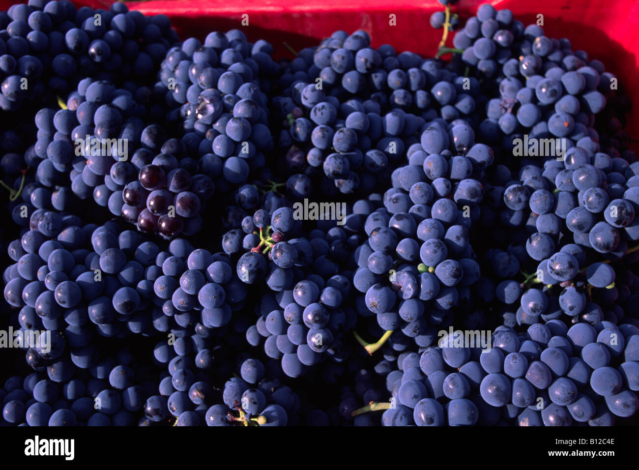 Italia, Basilicata, Roccanova, vendemmia, uve nere Foto Stock