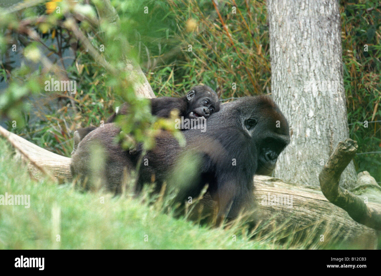 Gorille de la Plaine de l Ouest femelle et Jeune Afrique Gorilla gorilla affetto Africa animali in cattività animali in captivi Foto Stock