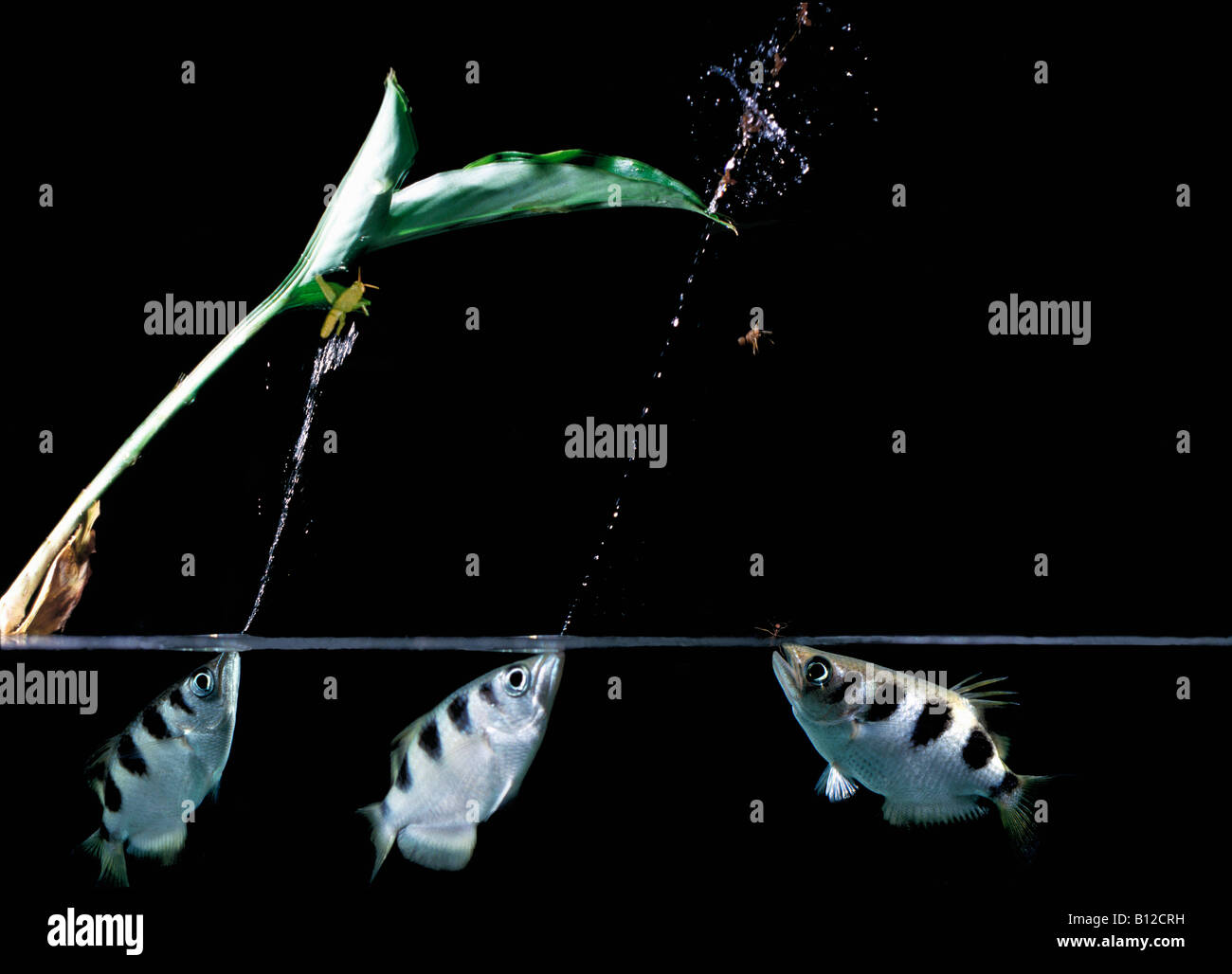 Pesce arciere cracheur poisson TOXOTES JACULATOR INDONESIA animali animali acquatici archerfish Archer archerfishes arcieri asia asi Foto Stock