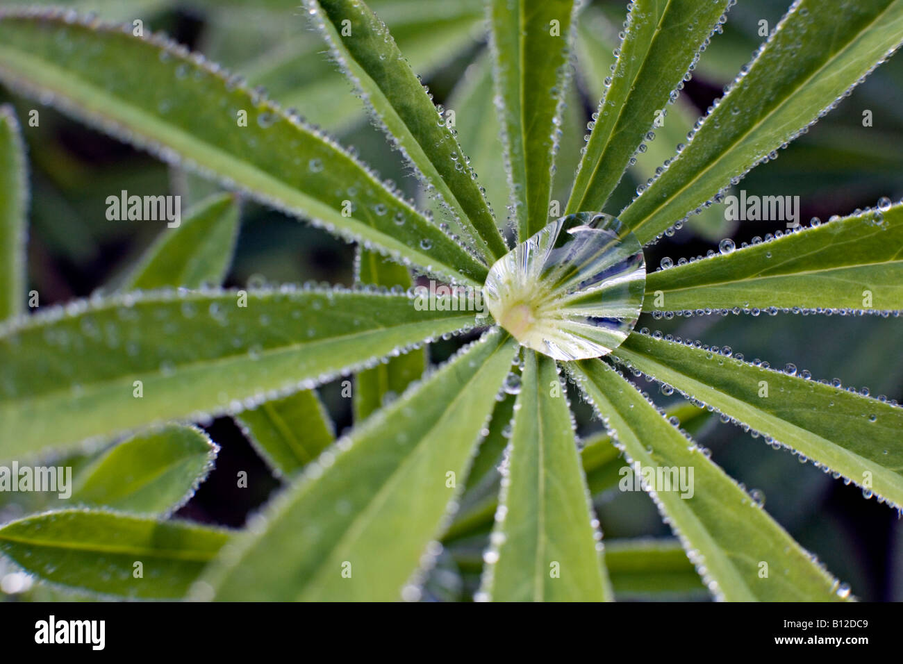 Rugiada di mattina su prato giardino di piante di lupino Lupinus polyphyllus Foto Stock