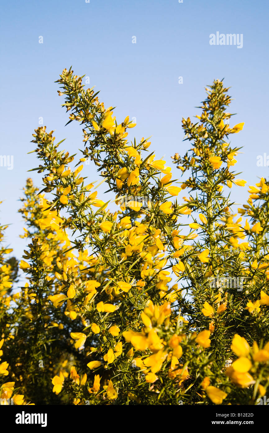 Gorse giallo cespugli che crescono su Burton comune. Doset. Regno Unito. Molla. Ulex Europaeus Foto Stock