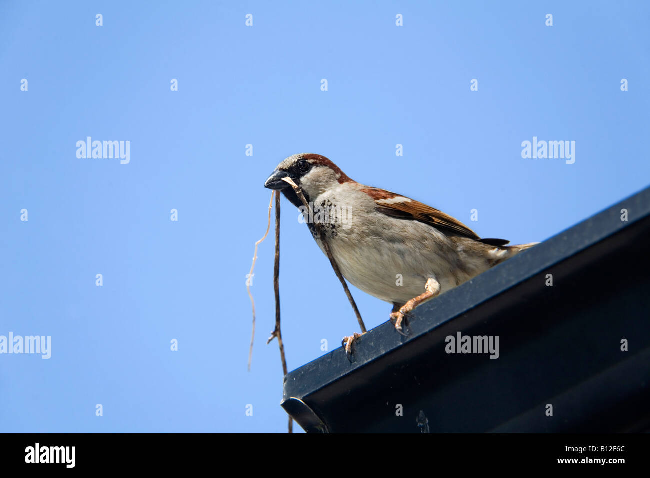Casa passero Passer domesticus maschio con materiale di nidificazione Cornovaglia Foto Stock