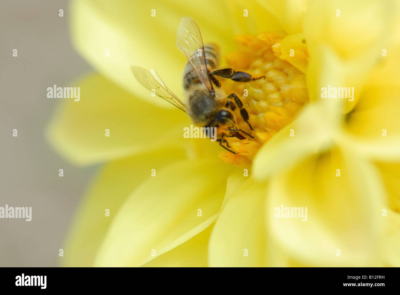Una chiusura del bee sul fiore giallo Foto Stock
