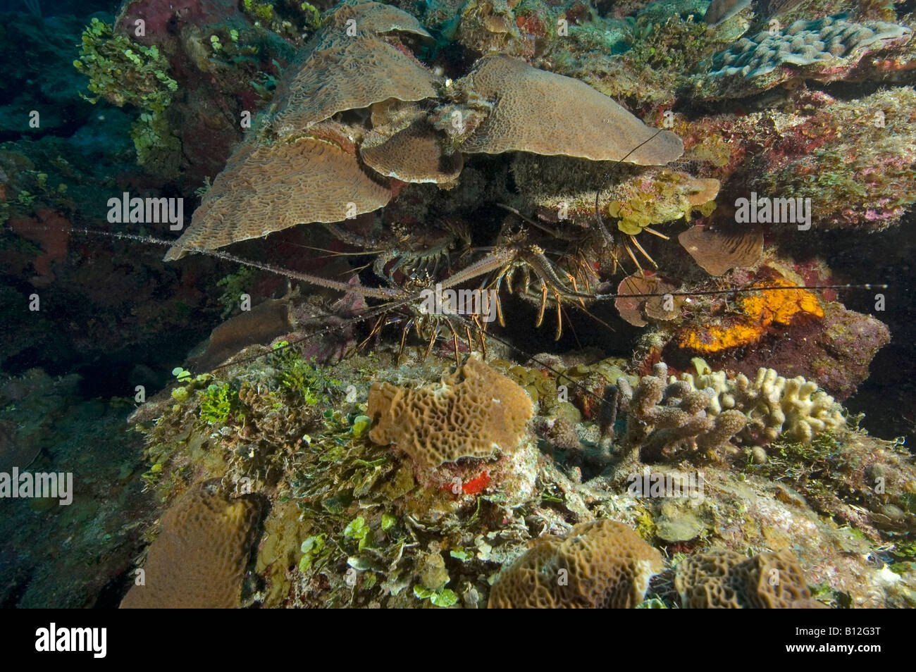 Quattro dei Caraibi Aragosta su un listello in Roatan Honduras Foto Stock