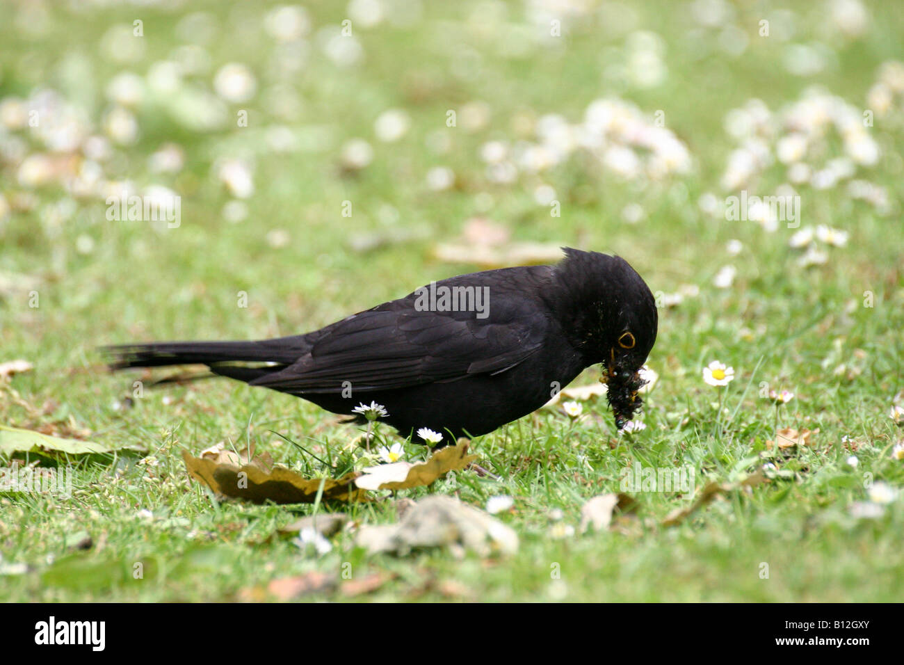 Blackbird raccolta di coleotteri e bug Foto Stock