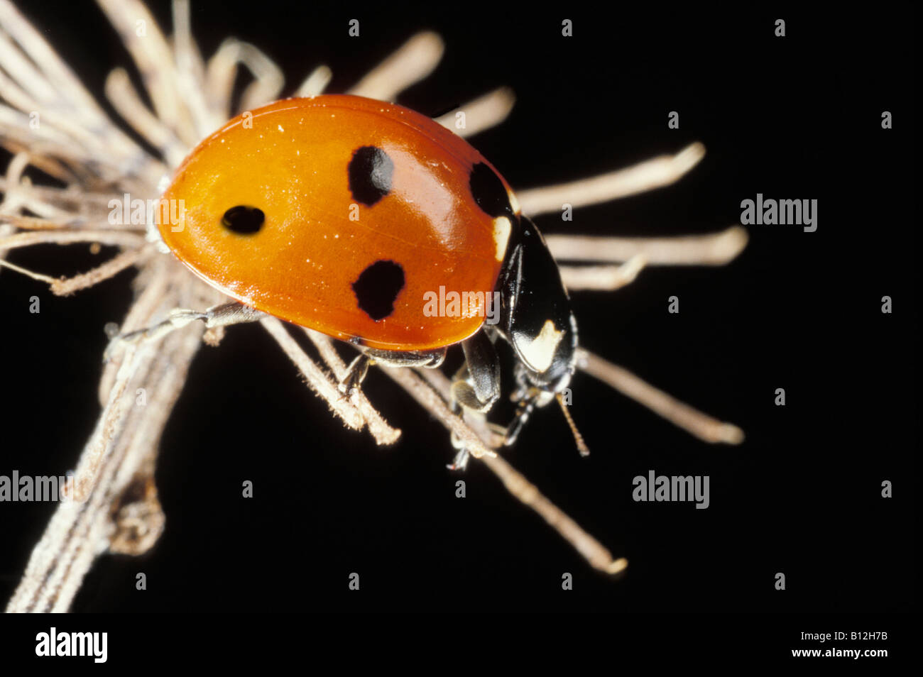 Marienkaefer sette spotted Coccinella Coccinella Sevenspot 7 spot Coccinella Coccinella septempunctata Coccinelle à 7 punti sur une t Foto Stock